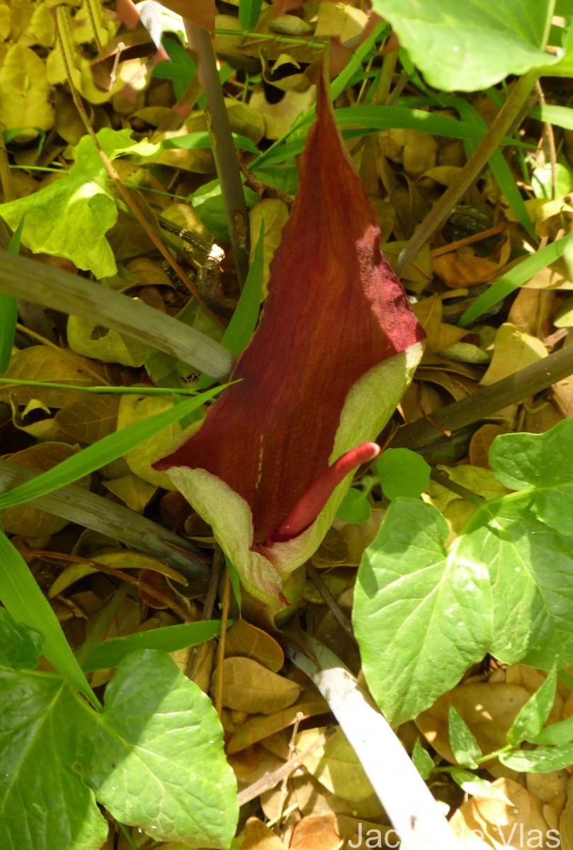 Typhonium trilobatum (L.) Schott
